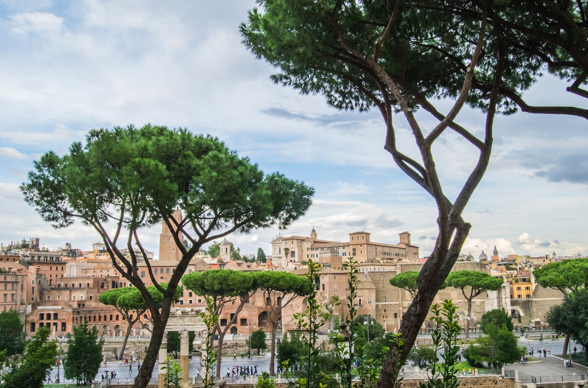 Cityscape with pines, Rome, Italy